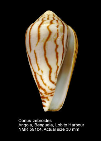 Conus zebroides.jpg - Conus zebroidesKiener,1845